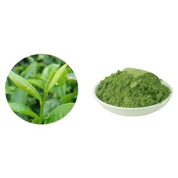 Food-Grade-Green-Tea-Leaf-Extract-Catechins